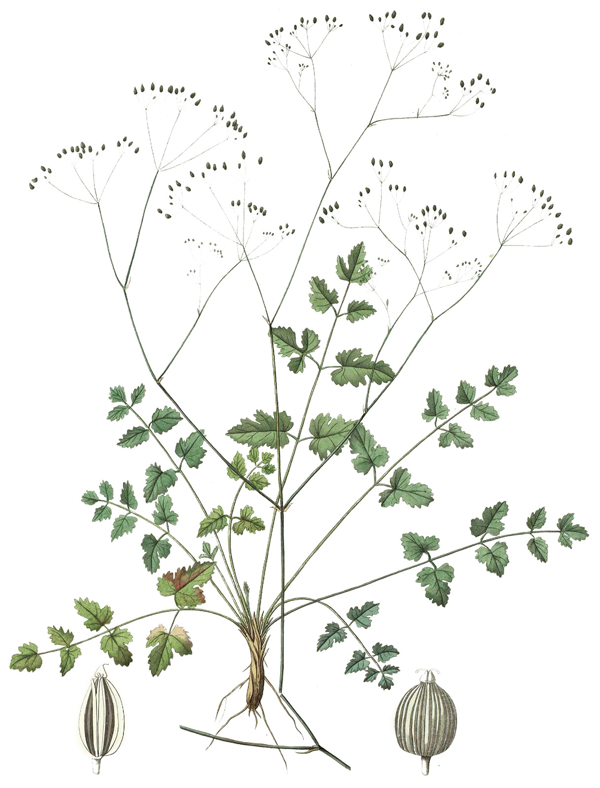 Pimpinella anisum