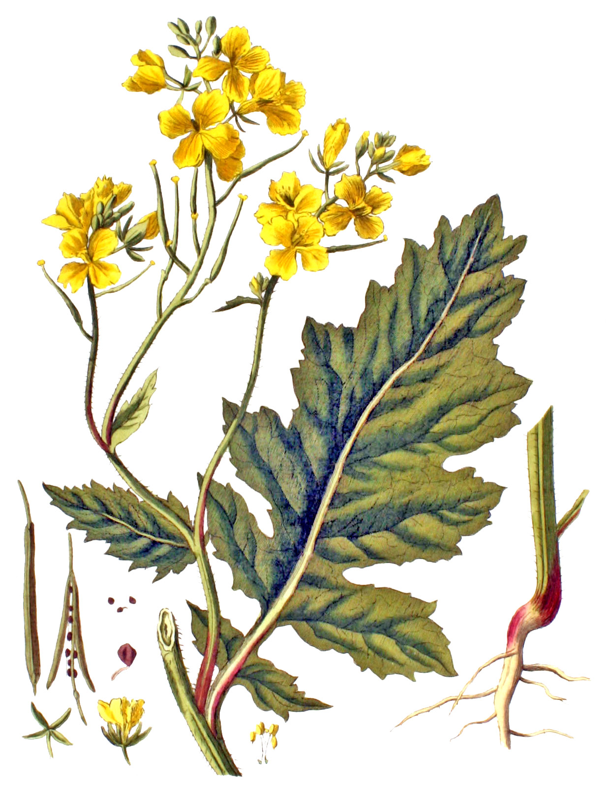 Brassica Juncea/Nigra