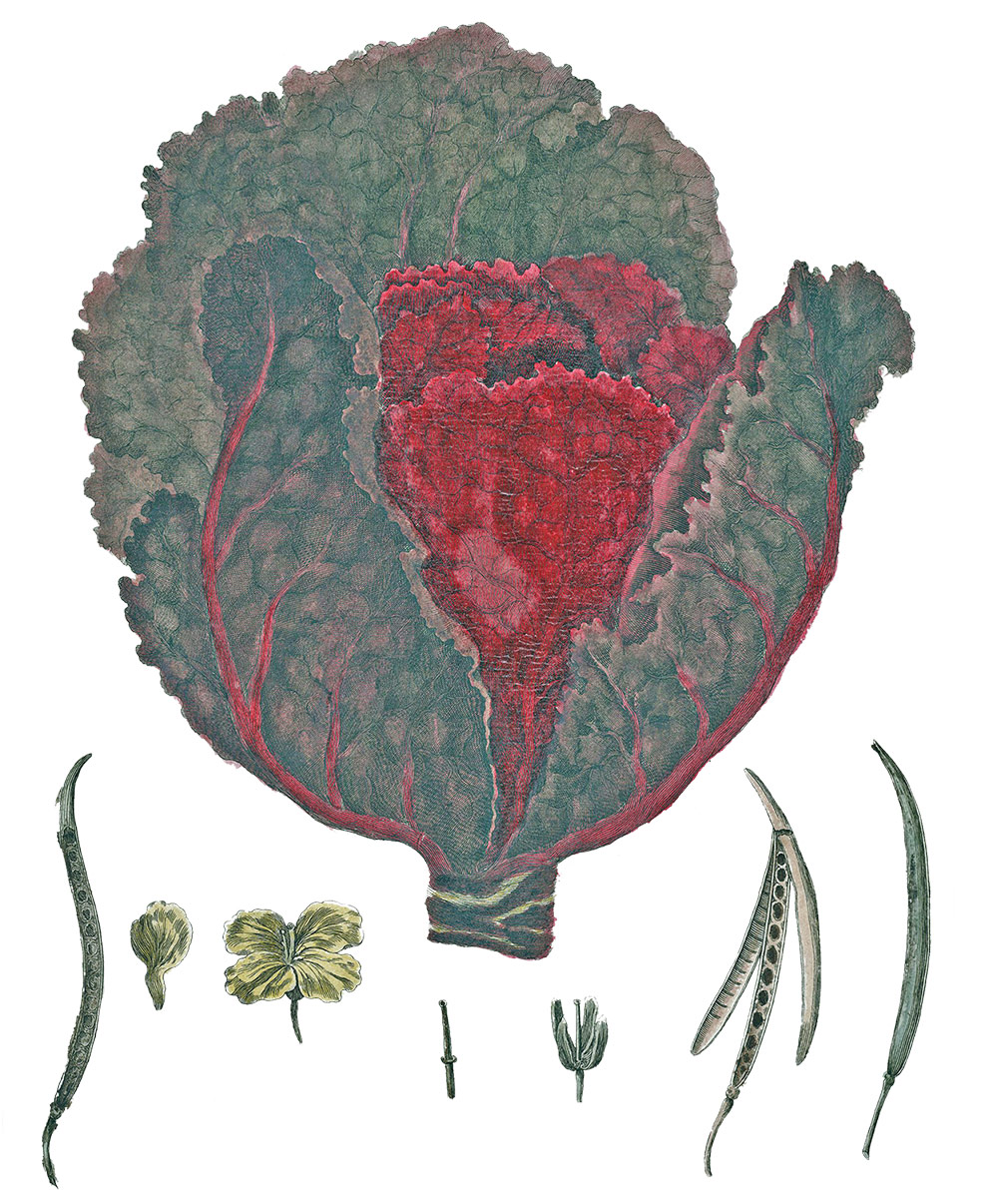 Brassica oleracea acephala