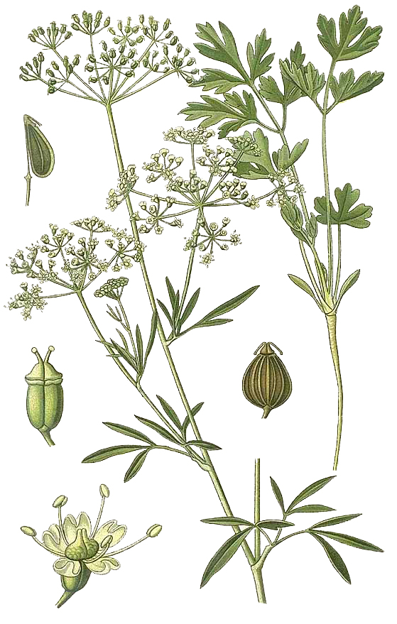 Petroselinum sativum